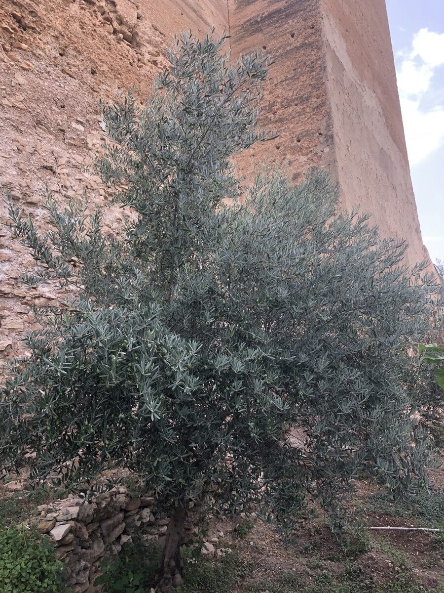 El Huerto del Castillo: Un olivar más joven